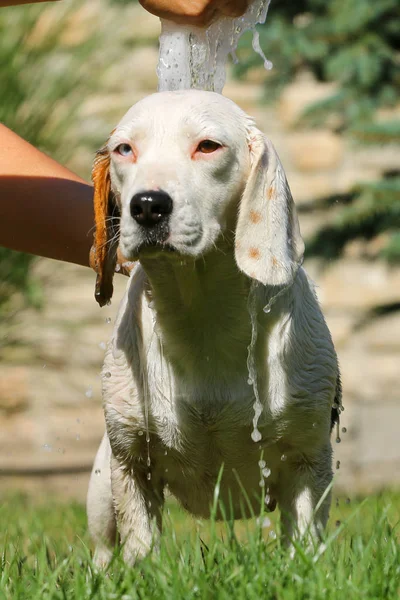 Beagle Take Summer Bath — Stock Photo, Image