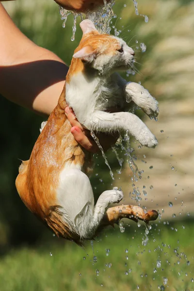 Little Cat Take Summer Bath — Stock Photo, Image