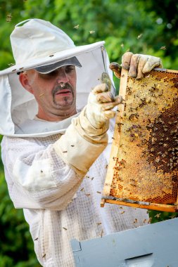 Arıcı Koloniyi Kontrol Ediyor ve Koruyucu Üniformalı Arılar