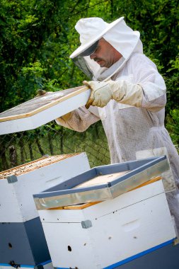 Arıcı Koloniyi Kontrol Ediyor ve Koruyucu Üniformalı Arılar