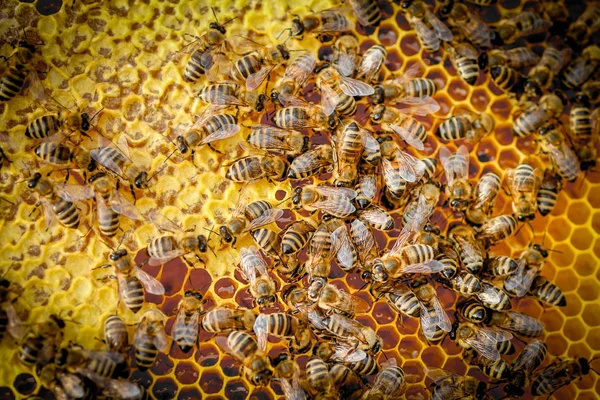 Arı Kovanındaki Bal Peteğinin Üzerindeki Arıları Kapatın — Stok fotoğraf