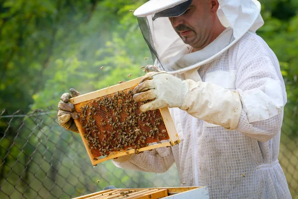 Μελισσοκόμος Που Ελέγχει Την Αποικία Και Τις Μέλισσες Προστατευτική Στολή — Φωτογραφία Αρχείου