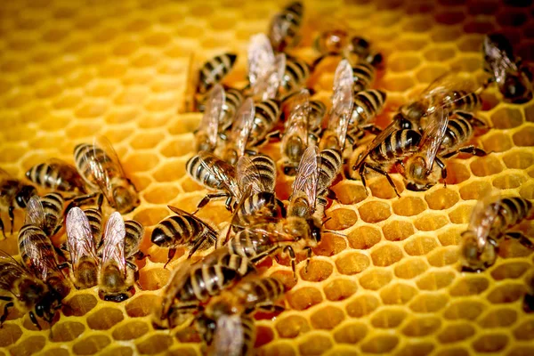 Arı Kovanındaki Bal Peteğinin Üzerindeki Arıları Kapatın — Stok fotoğraf