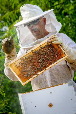 Arıcı Koloniyi Kontrol Ediyor ve Koruyucu Üniformalı Arılar
