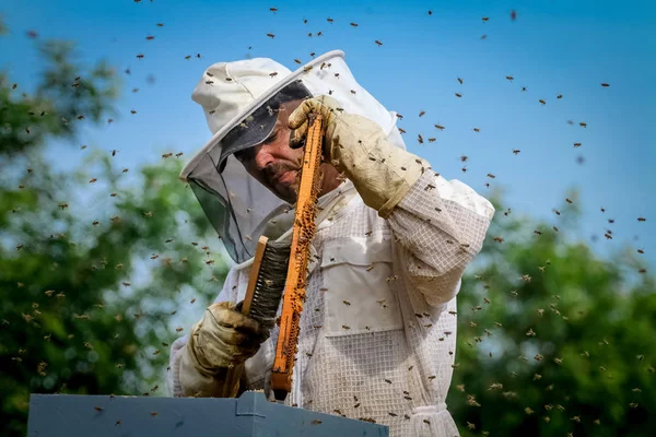 Beekeeper Controlling Colony Bees Protective Uniform — Stock Photo, Image