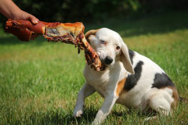 Çayır üzerinde yalan beagle ve kemik yemek