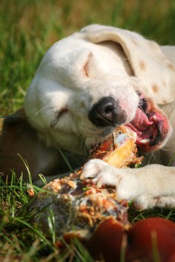 Çayır üzerinde yalan beagle ve kemik yemek