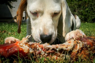 Çayır üzerinde yalan beagle ve kemik yemek