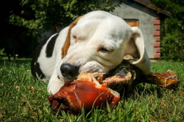 Çayır üzerinde yalan beagle ve kemik yemek