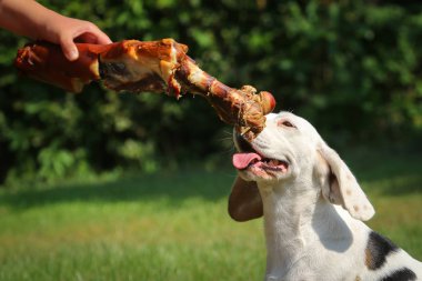 Çayır üzerinde yalan beagle ve kemik yemek