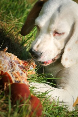 Çayır üzerinde yalan beagle ve kemik yemek