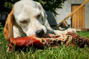 Çayır üzerinde yalan beagle ve kemik yemek