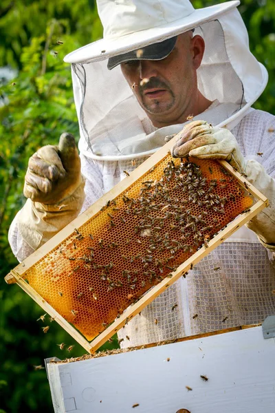 Imker bestuurt kolonie en bijen — Stockfoto