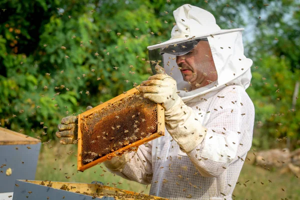 Beekeeper Controlling Colony And Bees — Stock Photo, Image