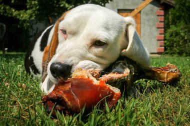Çayır üzerinde yalan beagle ve kemik yemek