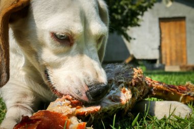 Çayır üzerinde yalan beagle ve kemik yemek
