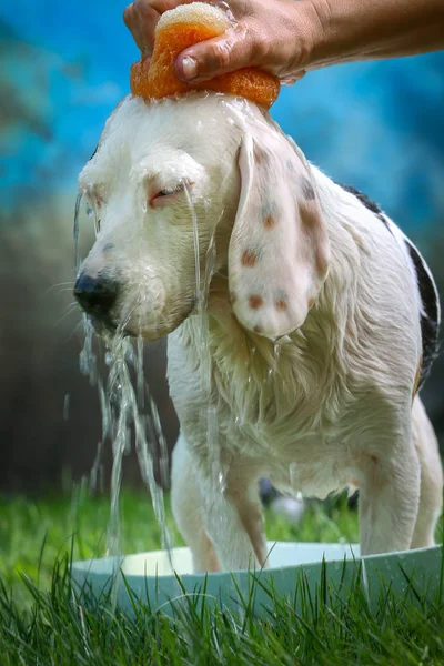 Cão bonito tomando banho no verão — Fotografia de Stock