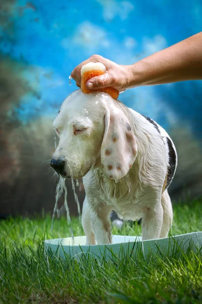 Cute dog having bath in summer