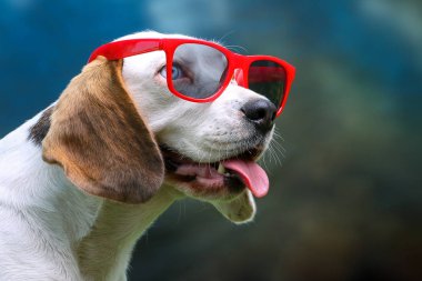 Mutlu köpek çim üzerinde yatıyor ve sıcak hissediyor