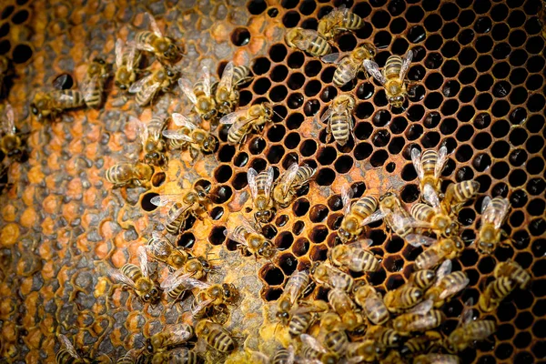 Bees On Honeycomb In Apiary — Stock Photo, Image