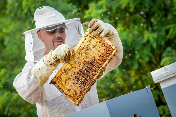 Beekeeper Controlling Colony And Bees — Stock Photo, Image