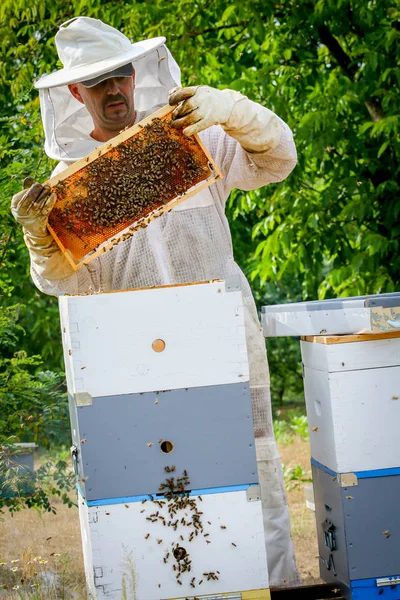 Αποικία ελέγχου μελισσοκόμος και μέλισσες — Φωτογραφία Αρχείου