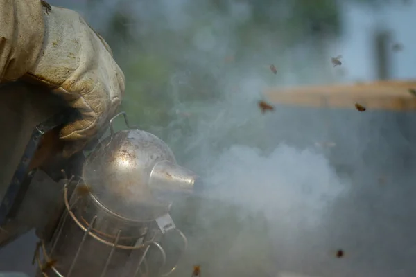 Beekeeper Controlling Colony And Bees — Stock Photo, Image