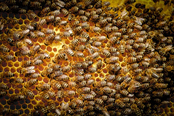 Μέλισσες σε κηρήθρα σε μελισσοκομεία — Φωτογραφία Αρχείου