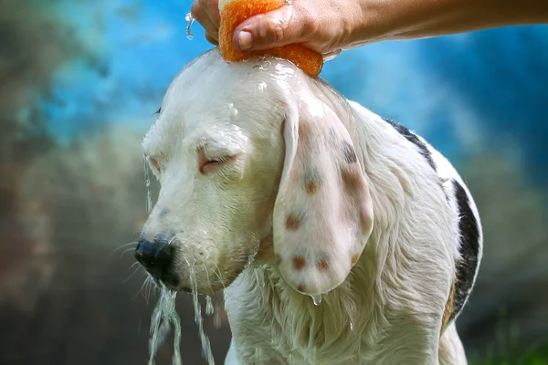 Симпатичный пес принимает ванну летом — стоковое фото