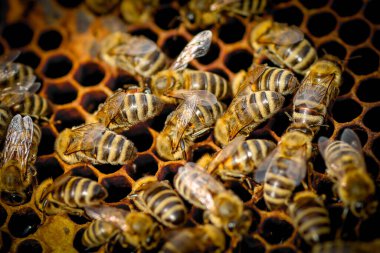 Arı kovanındaki bal peteğinin üzerindeki arıları kapatın.