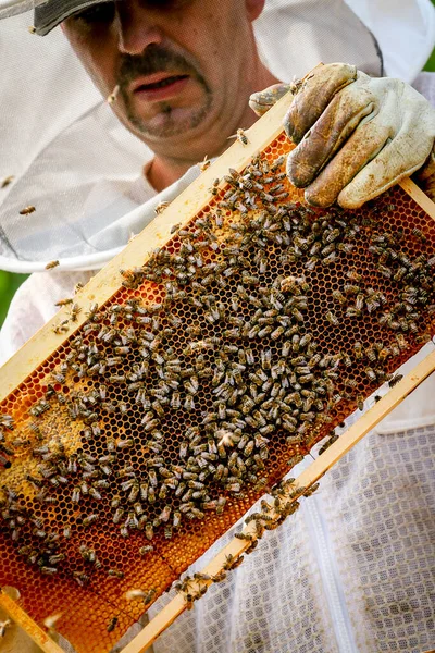 Arıcı Koloniyi Kontrol Ediyor Koruyucu Üniformalı Arılar — Stok fotoğraf