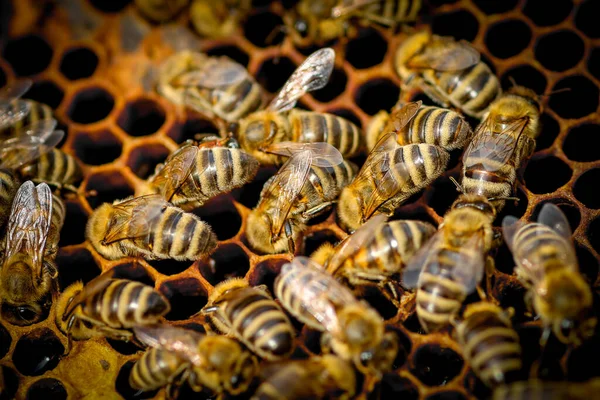 Close Bees Honeycomb Apiary — Stock Photo, Image