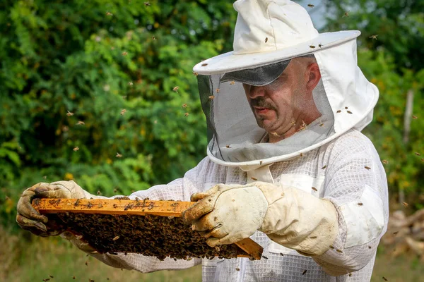 Beekeeper Controlling Colony Bees Protective Uniform — Stock Photo, Image