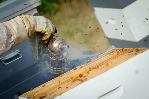 养蜂人控制着身着防护服的蜜蜂和蜜蜂 — 图库照片