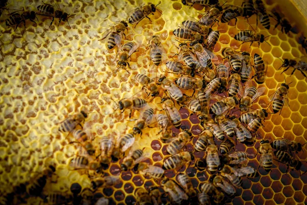 Close Bees Honeycomb Apiary — Stock Photo, Image