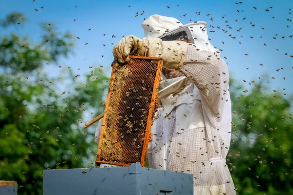 Beekeeper Controlling Colony Bees Protective Uniform — Stock Photo, Image