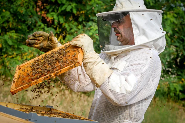 Μελισσοκόμος Που Ελέγχει Την Αποικία Και Τις Μέλισσες Προστατευτική Στολή — Φωτογραφία Αρχείου