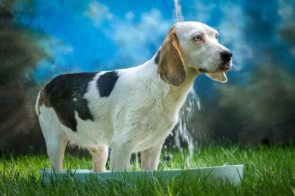 Cute Dog Having Bath Summer Sponge Soap — Stock Photo, Image