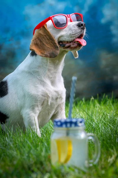 Happy Dog Lying Grass Feels Warm Sunglasses Lemonade — Stock Photo, Image