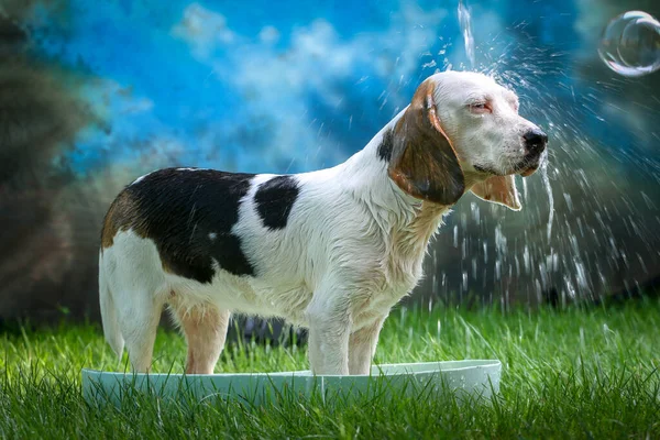 Милая Собака Принимающая Ванну Летом Губкой Мылом — стоковое фото