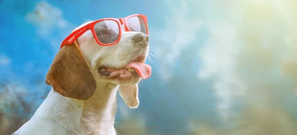 Šťastný Pes Ležící Trávě Hřeje Slunečními Brýlemi Limonádou Teploměr — Stock fotografie