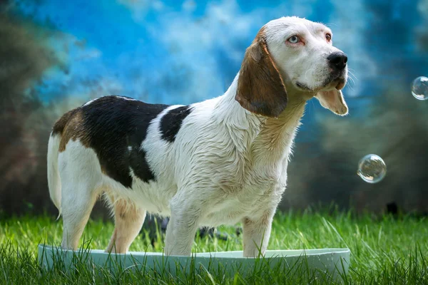 Cute Dog Having Bath Summer Sponge Soap — Stock Photo, Image