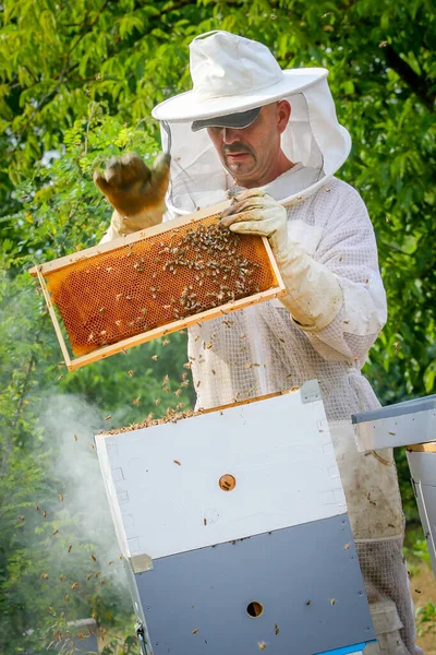 Beekeeper Controlling Colony Bees Protective Uniform — Stock Photo, Image