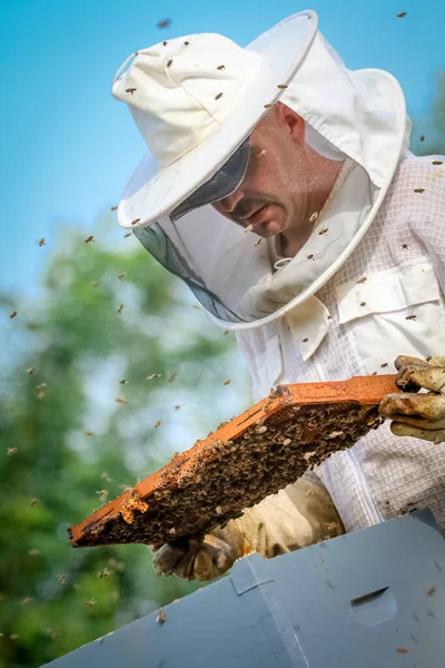 Arıcı Koloniyi Kontrol Ediyor Koruyucu Üniformalı Arılar — Stok fotoğraf