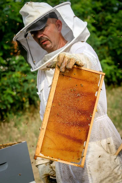 Beekeeper Controlling Colony Bees Protective Uniform — Stock Photo, Image