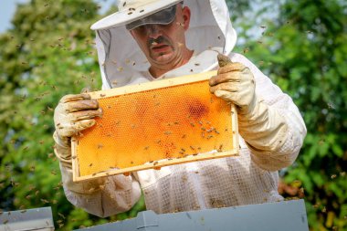 Arıcı Koloniyi Kontrol Ediyor ve Koruyucu Üniformalı Arılar