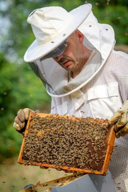 Arıcı Koloniyi Kontrol Ediyor ve Koruyucu Üniformalı Arılar