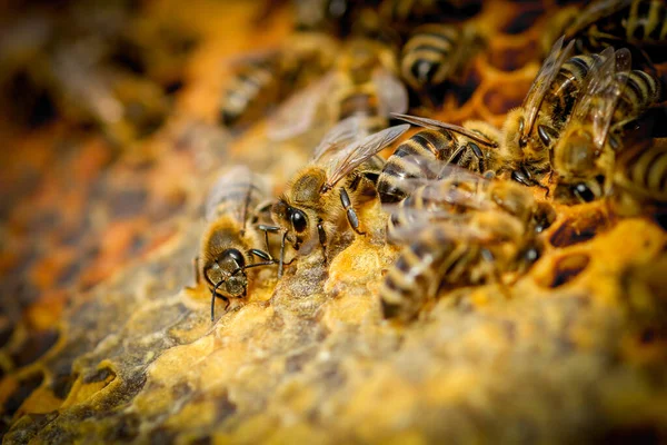 Close Bees Honeycomb Apiary — Stock Photo, Image