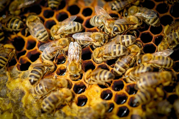 Close Bees Honeycomb Apiary — Stock Photo, Image