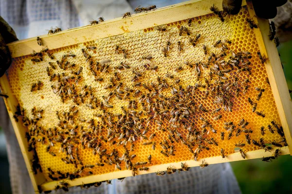 Close Bees Honeycomb Apiary — Stock Photo, Image